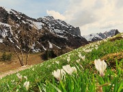 77 Crocus vernus ben fioriti alla conca di Mezzeno